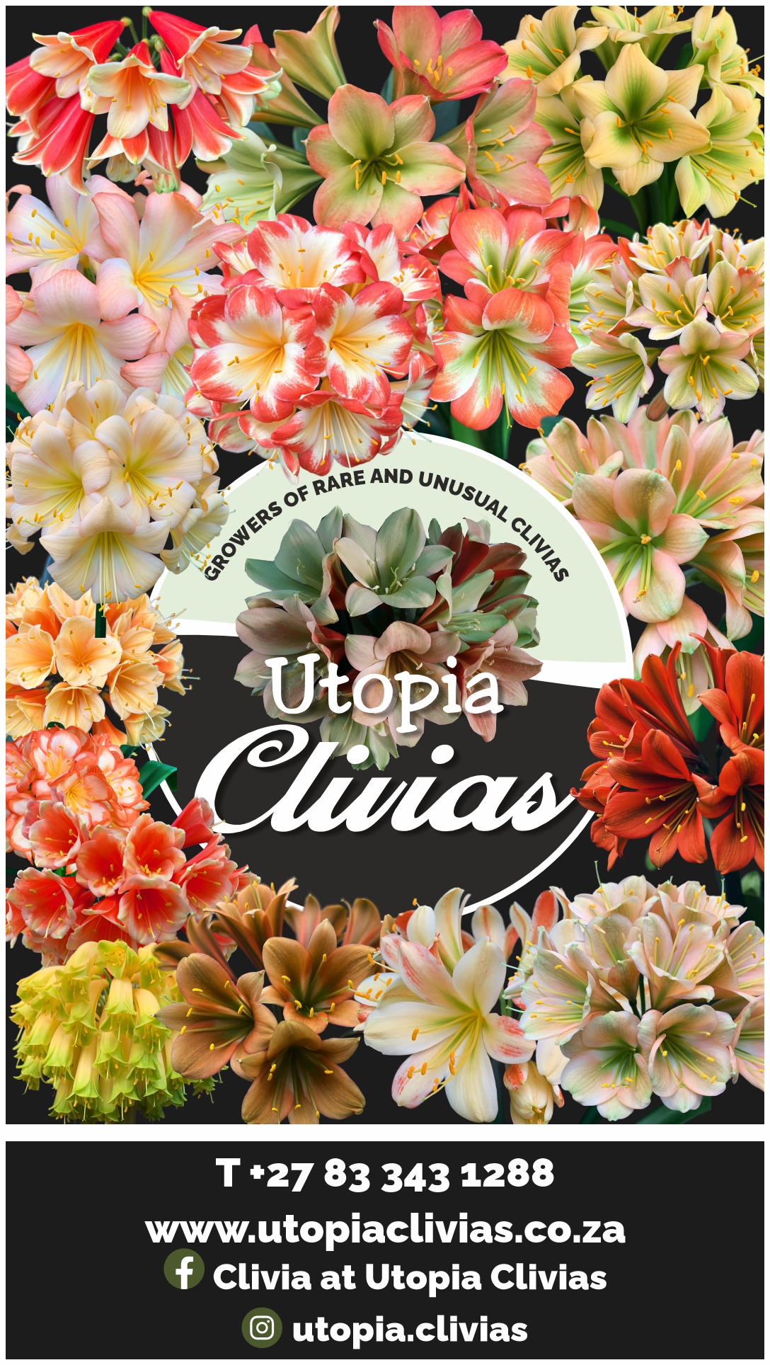 Utopia Clivias