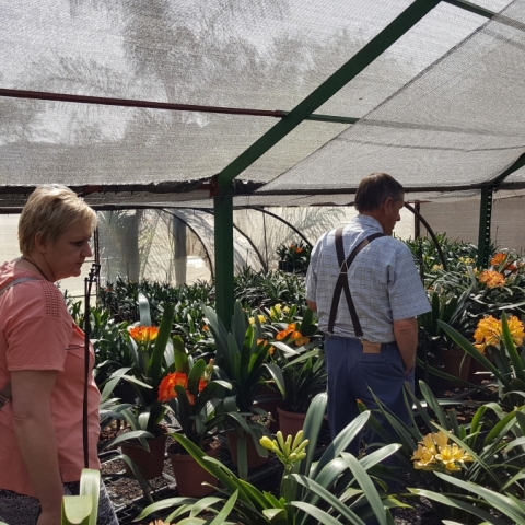 Friendships Forged Through Clivias: The Heart of the Clivia Journey