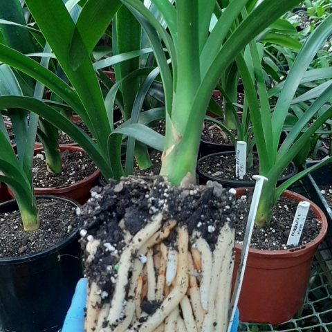 "Clivia Pest & Disease Control – Top South African Treatments and Organic Solutions"