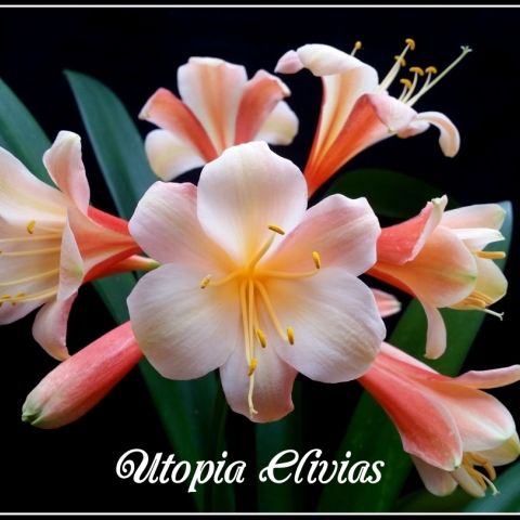 "Clivias in Their Prime: How Flower Count Improves with Age and Maturity"