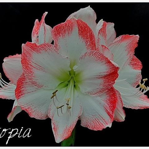 Amaryllis / Hippeastrum hybrids