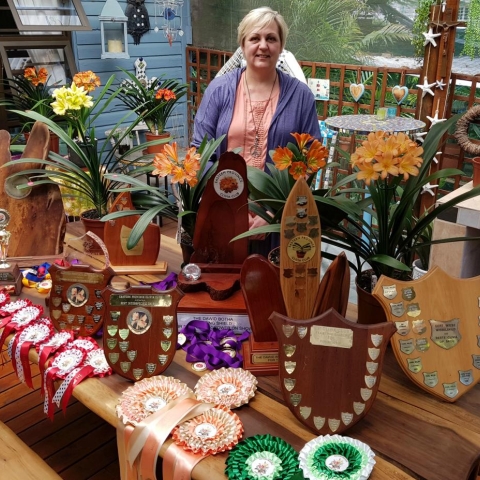 Clivia Miniata Shows 2017