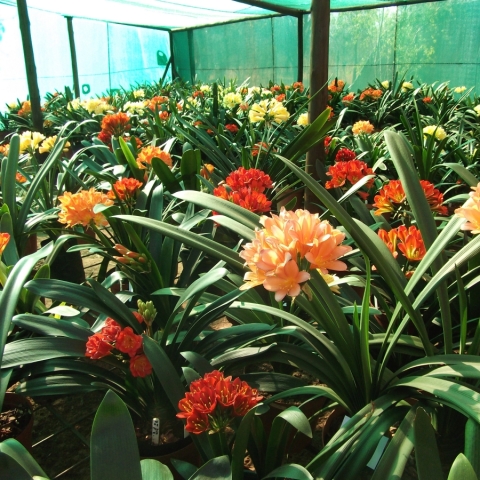 History of Clivias in South Africa – Origins & Discovery