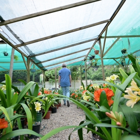 Clivia Care in South Africa: The Complete Growing Calendar