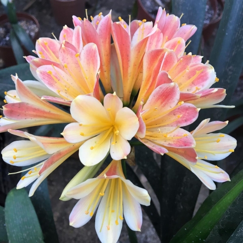 Timeless Classic Clivias: A history