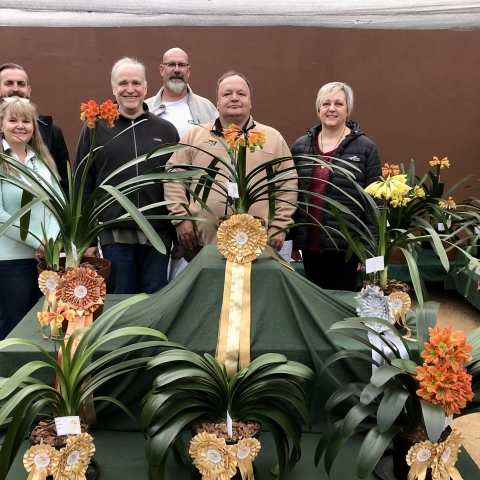 Judging Clivias