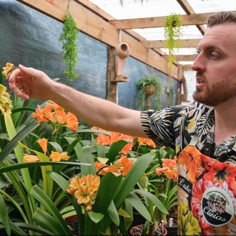 Preserving South Africa’s Clivia Heritage – Utopia Clivias Leading the Way