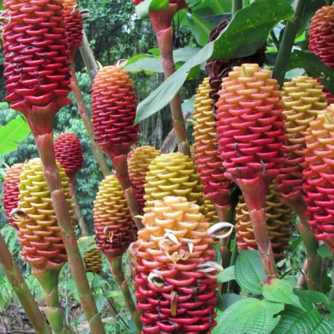 Zingiber Spectabile "Beehive Ginger"