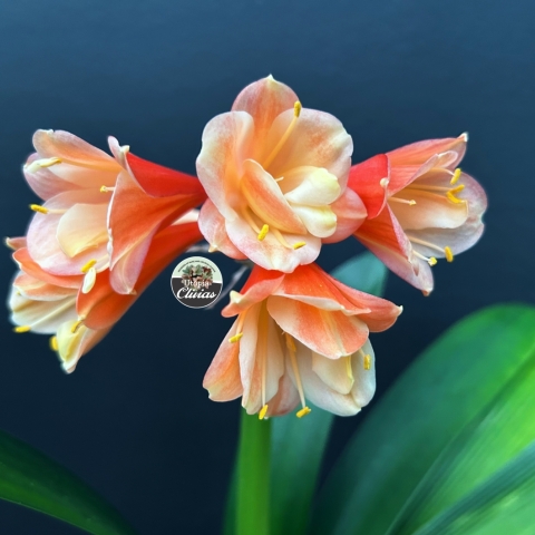 Multi-Tepal Clivia Breeding | Interspecific Hybrids & Future Forms