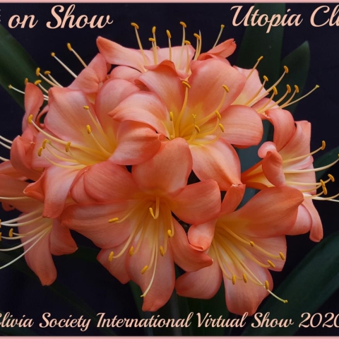 Utopia Clivias Wins Big in 2020