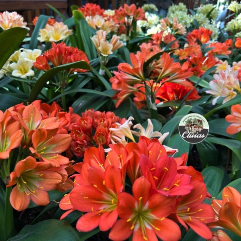How to Get Clivias to Bloom