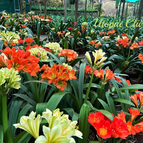 How to Grow and Care for Clivias in Your Garden or Pots
