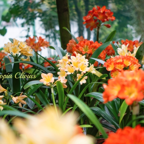 Brighten the Shade: Easy Tips for Growing Happy, Healthy Clivias