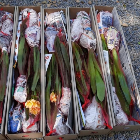 Refund & Return policy Utopia Clivias 