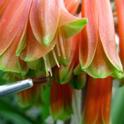 CLIVIA: The Journey Behind the Flower