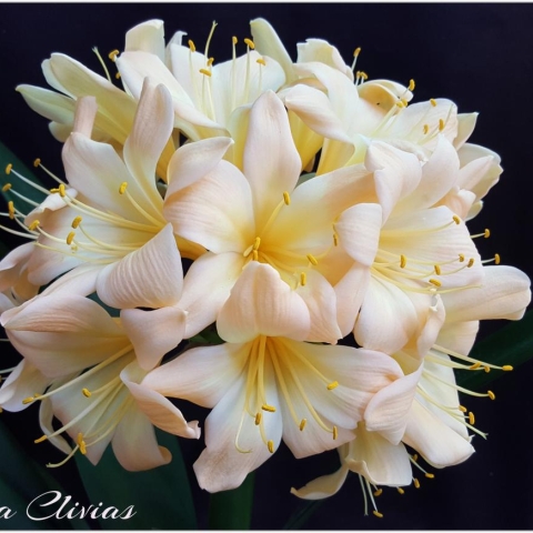 Utopia Clivias` new Vico Pink breeding