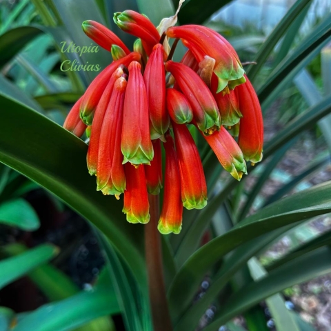 Clivia Species Compared: Key Differences Between Gardenii, Robusta & Caulescens