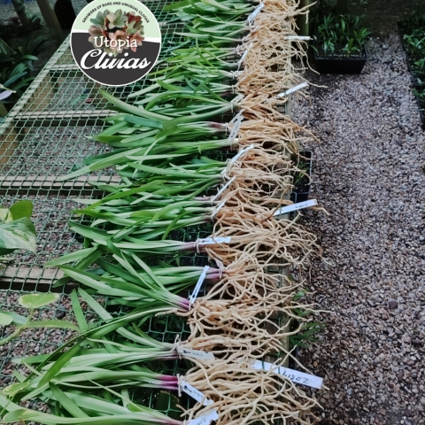 Which countries do we ship to?