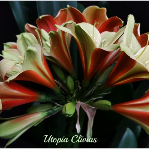A Star is Born: The Story of Star Green Clivia