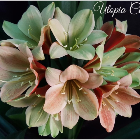 The clivias are blooming -Article published in (go! Platteland 1 Sep 2023)