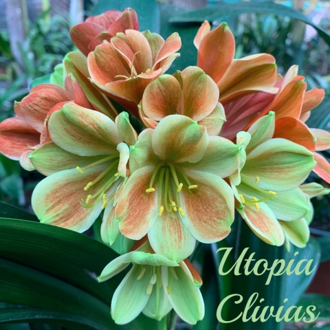 Clivia Breeding & Inspiration: Expert Articles from Utopia Clivias