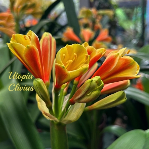 Why Interspecific Clivias Are the Future of Clivia Gardening by Carrie Kruger