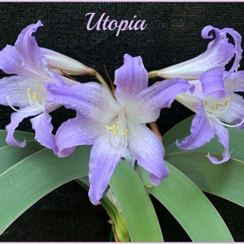 Worsleya procera Rare Blue Amaryllis