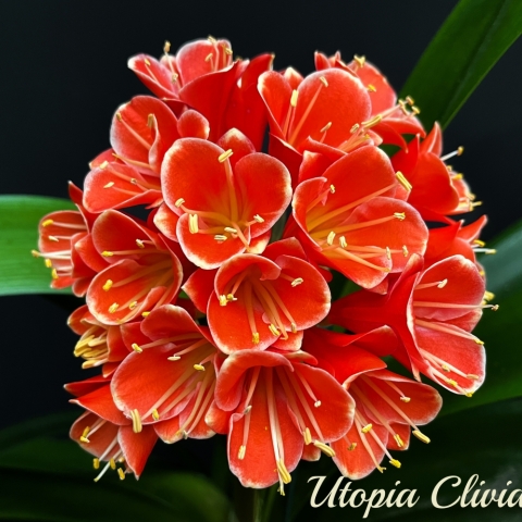 The Dream Series: A Clivia Collection Born to Inspire By Carrie Krüger – Utopia Clivias