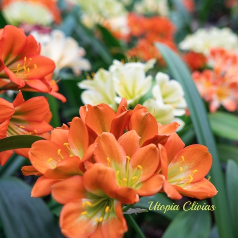 Goldsuite teams up with Utopia to aid growth in unique and rare clivias in South Africa