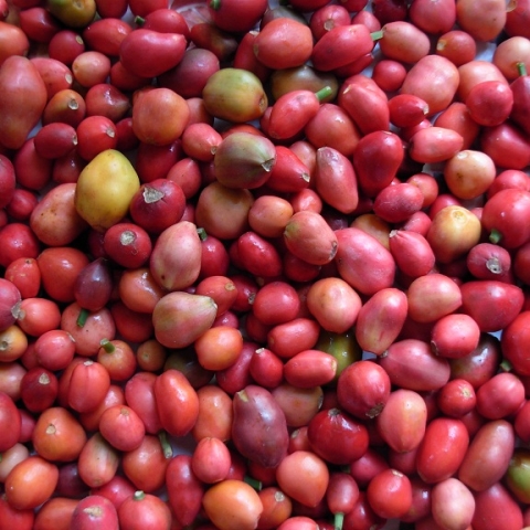 How to Grow Clivias from Seed to a mature plant: A Step-by-Step Guide