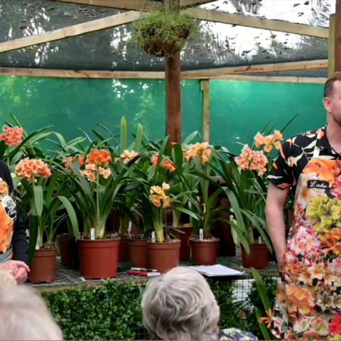 A Remarkable Interspecific Open Day at Utopia Clivias 