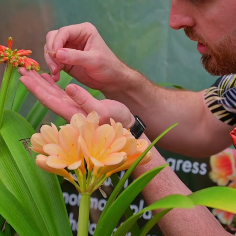 Clivia Pollination Isolation: Why It Matters for Genetic Integrity