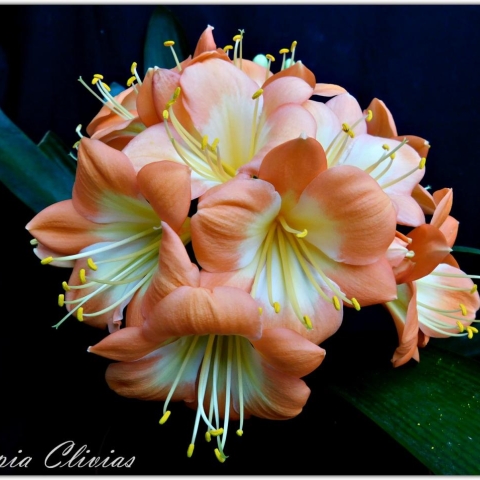 Bella Donna Oprah breeding