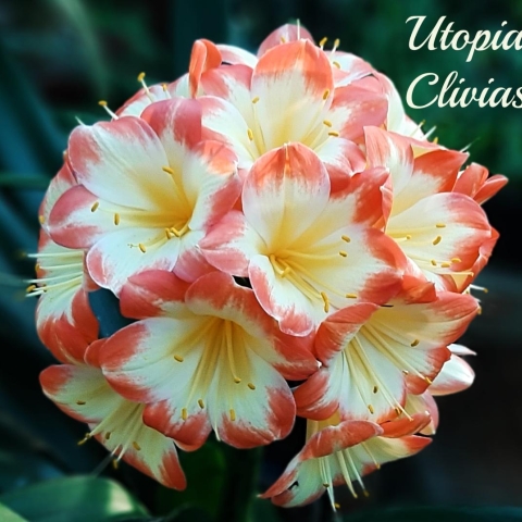 Rare Beauties: Bicolour & Picotee Clivias