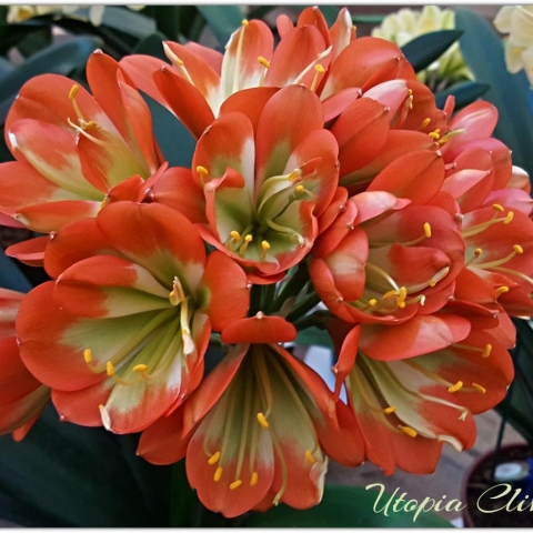 Petals Beyond the Ordinary: Multi-Tepals & Spiders