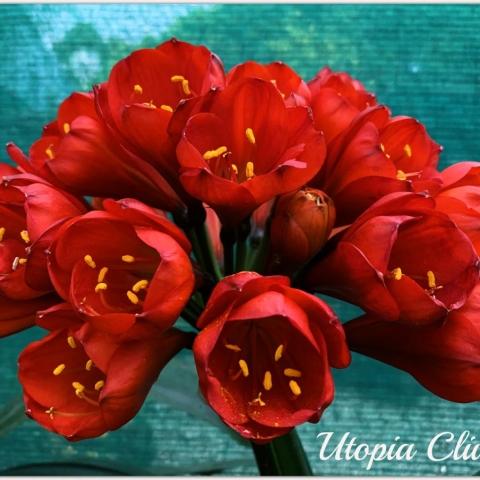 Red Clivias - Breeding the Elusive Red Clivia