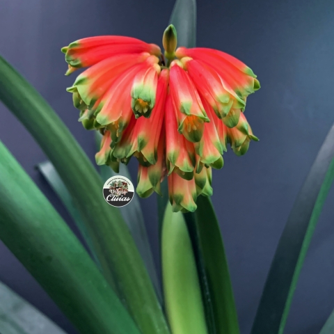 Clivia caulescens – Rare Stem-Forming Clivia from South Africa