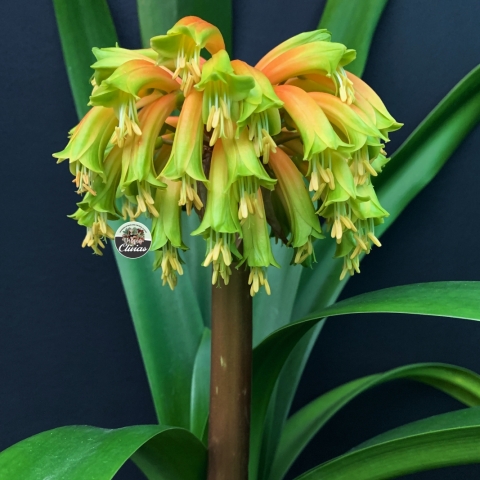 Clivia gardenii –  Forest Clivia from KwaZulu-Natal