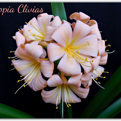 Breeding Exceptional Pink and Pastel Clivias — Utopia Clivias South Africa