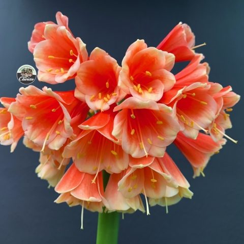Mirabilis Hybrid Gallery | Rare “Miracle Clivia” Hybrids Bred by Utopia Clivias