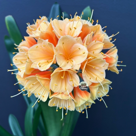 Utopia Clivias 2025 Photo Gallery