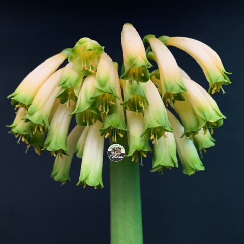 Clivia robusta – The Swamp Clivia of Pondoland