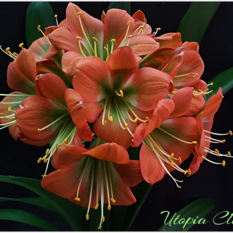 Bronze Beauties: The Legacy and Future of Our Breeding Lines