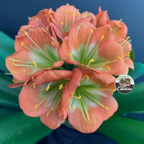 Tol’s Bronze – A Legacy in Modern Clivia Breeding