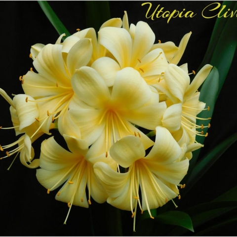 Yellow Clivias