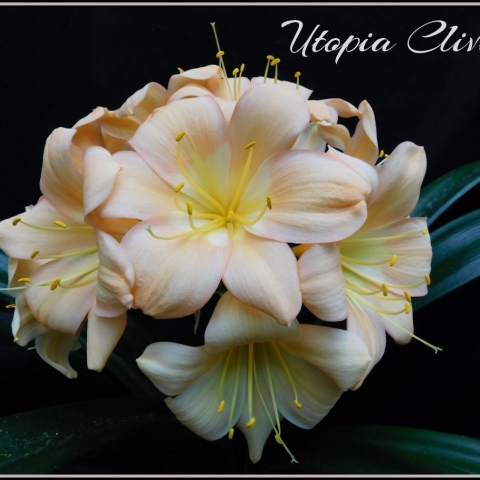Peach Clivias