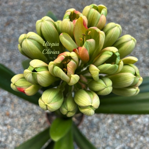 Green Wonders: The Foliar Tepal Clivia Collection