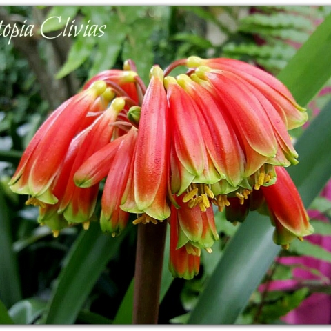 "Clivia Species Guide: Identifying and Growing All 6 South African Varieties"