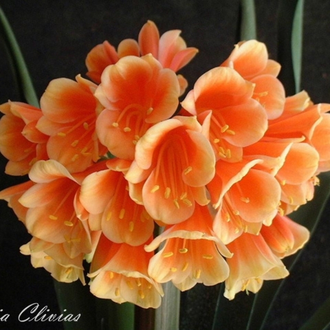 Interspecific Clivias – Unusual Crosses, Unique Beauty
