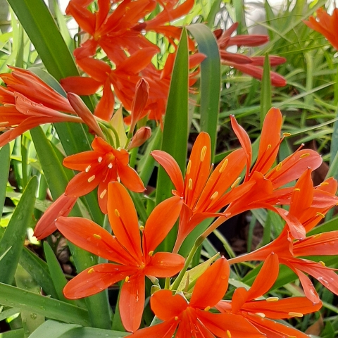 Cyrtanthus Elatus x montanus